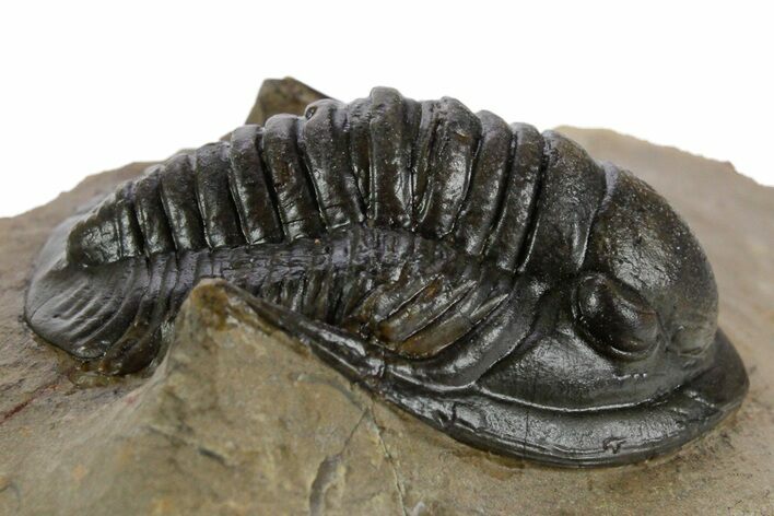 Proetid (Dalejeproetus) Trilobite - Atchana, Morocco #348131